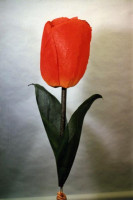 Tulip